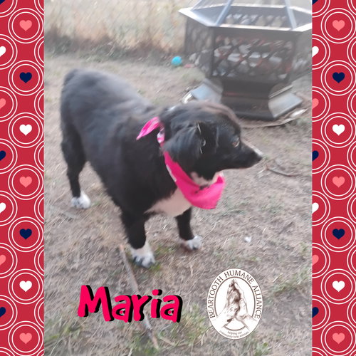 MARIA & SPRING - Australian Shepherd available for adoption