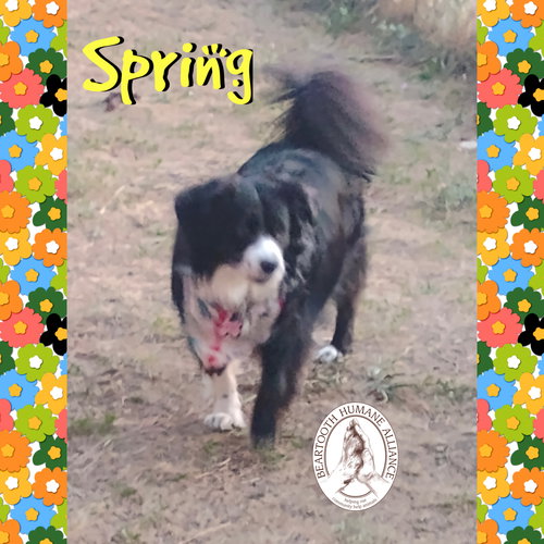 MARIA & SPRING - Australian Shepherd available for adoption