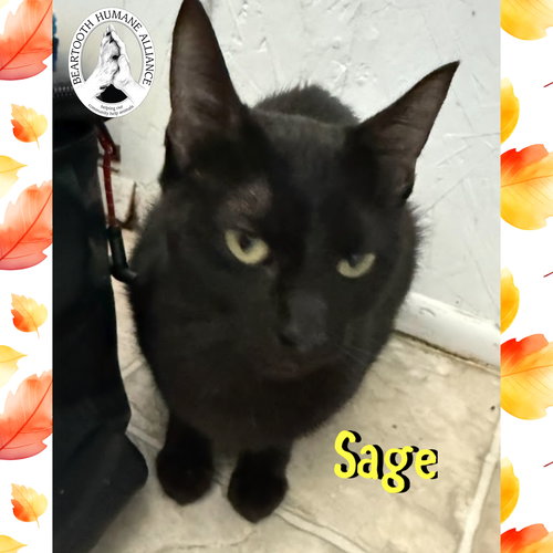 picture of the cat needing adoption