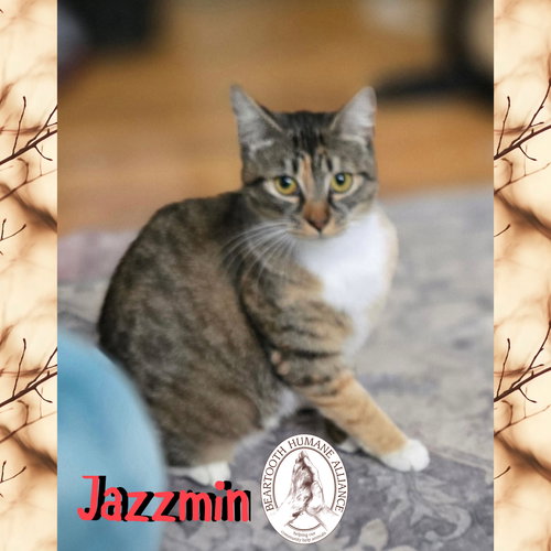 picture of the cat needing adoption