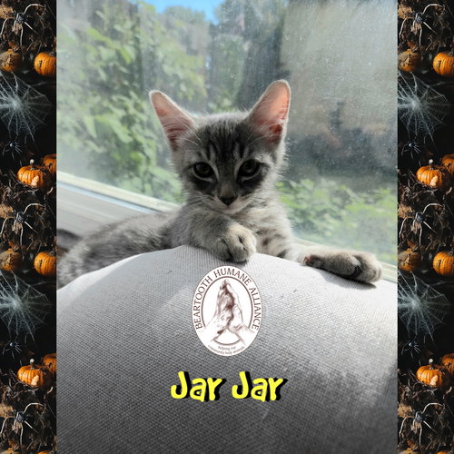 picture of the cat needing adoption