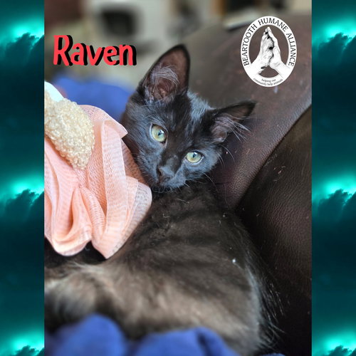 picture of the cat needing adoption