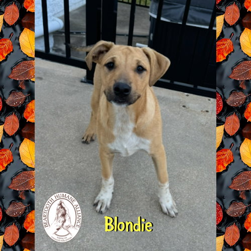 picture of the dog needing adoption
