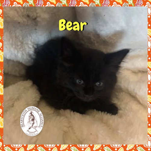 BEAR