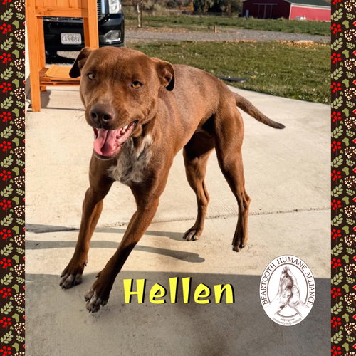 HELLEN - Cattle Dog available for adoption
