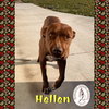 Hellen - Photo 2