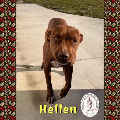 HELLEN - Cattle Dog available for adoption