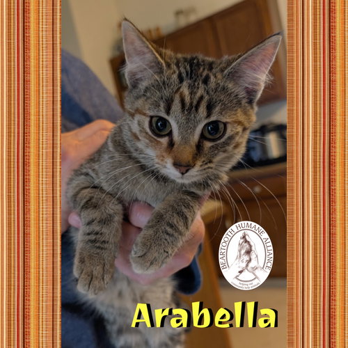ARABELLA