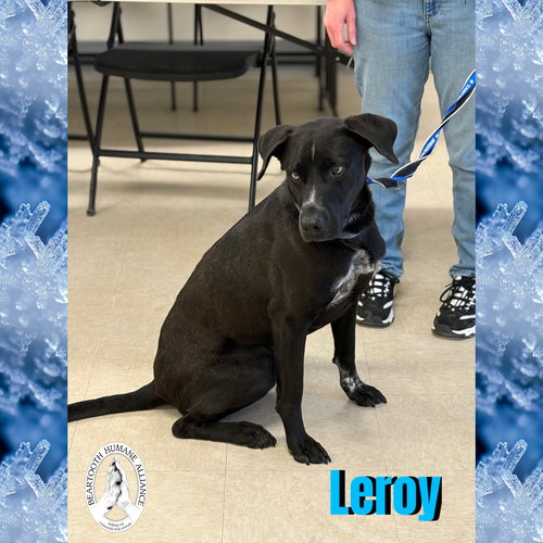 picture of the dog needing adoption