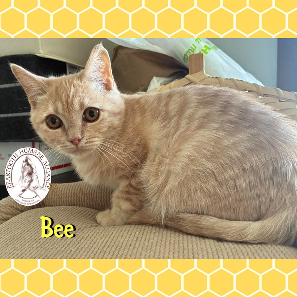 Bee