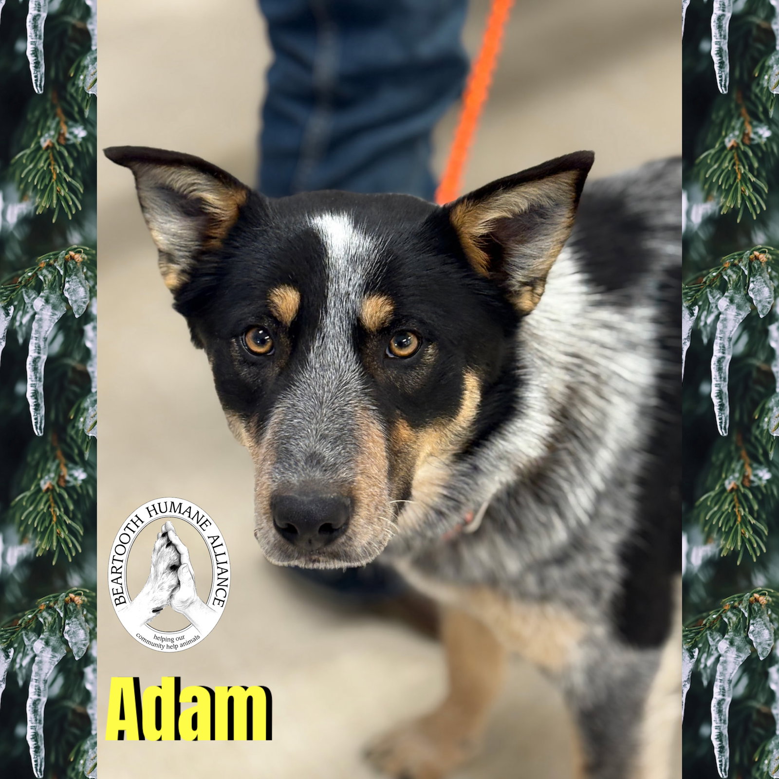 Adam
