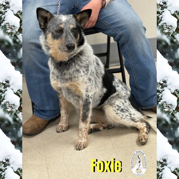 Foxie