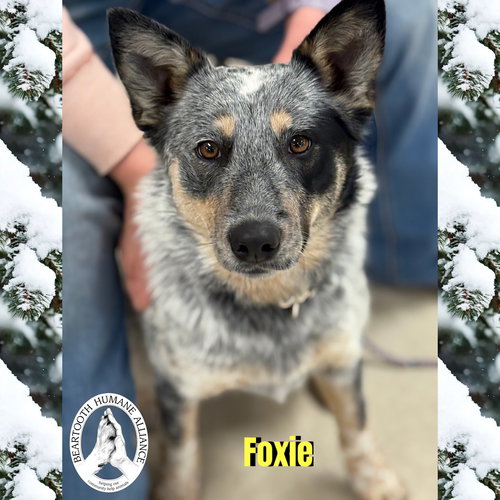picture of the dog needing adoption