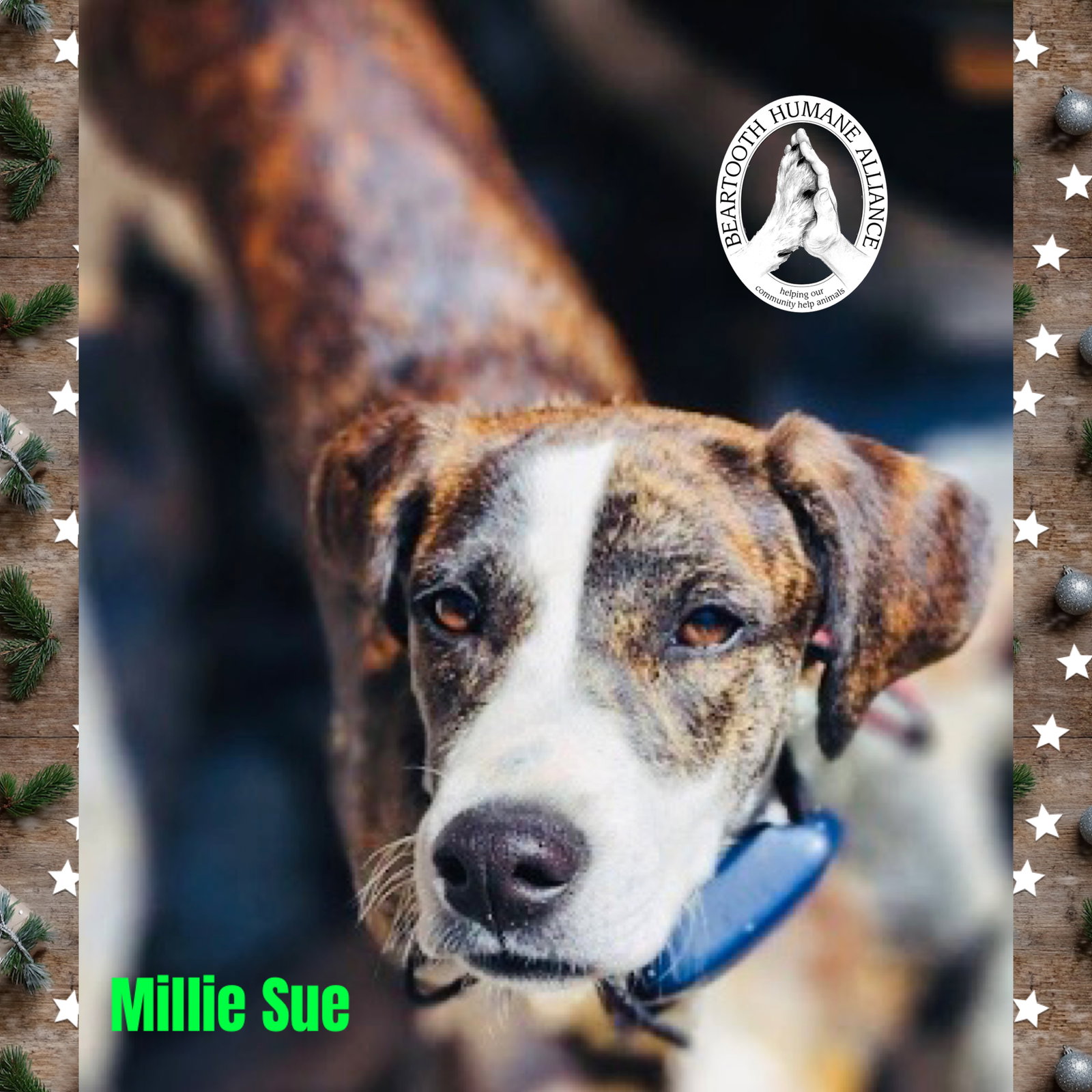 Millie Sue