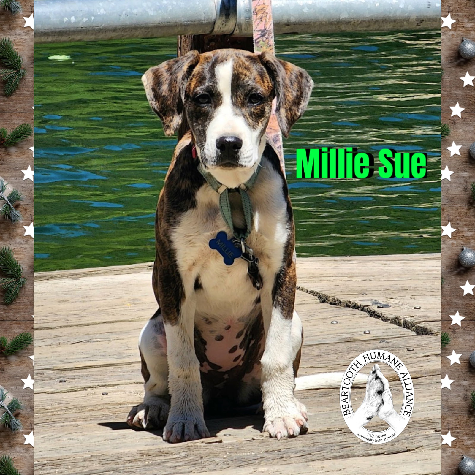 Millie Sue