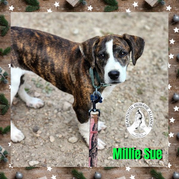 Millie Sue