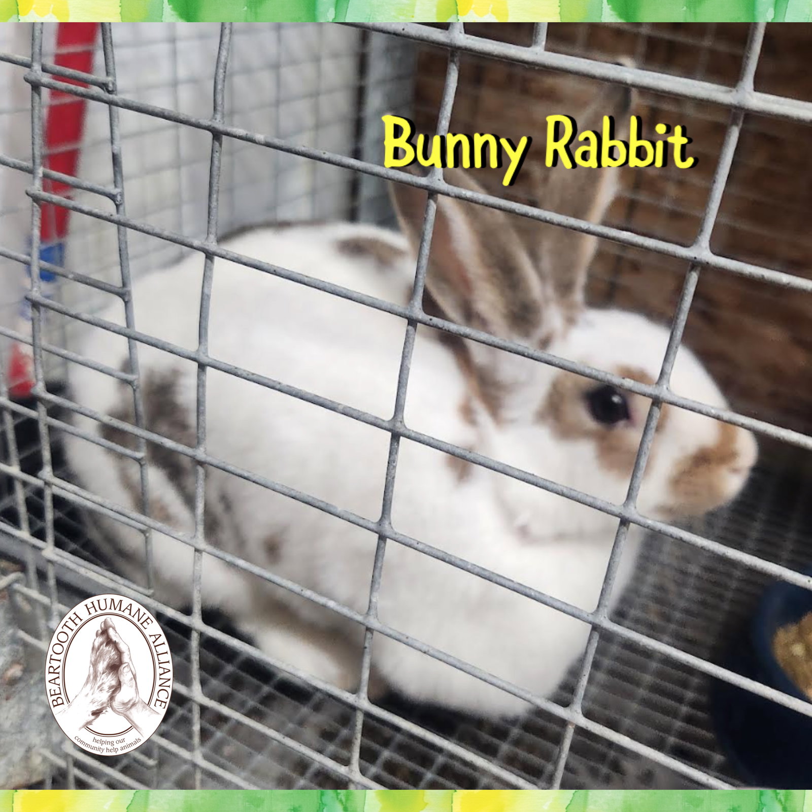Bunny Rabbit Image