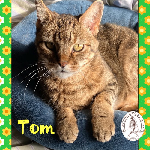 Tom, an adoptable Domestic Short Hair in Red Lodge, MT