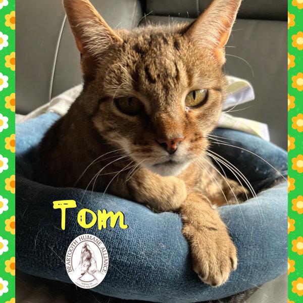 Tom
