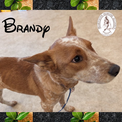 Brandy, an adoptable Red Heeler in Red Lodge, MT