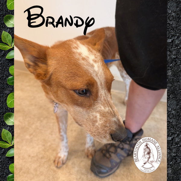 Brandy