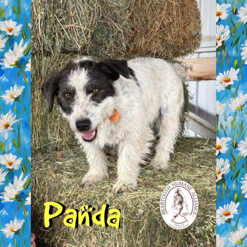 Panda, an adoptable Jack Russell Terrier in Red Lodge, MT
