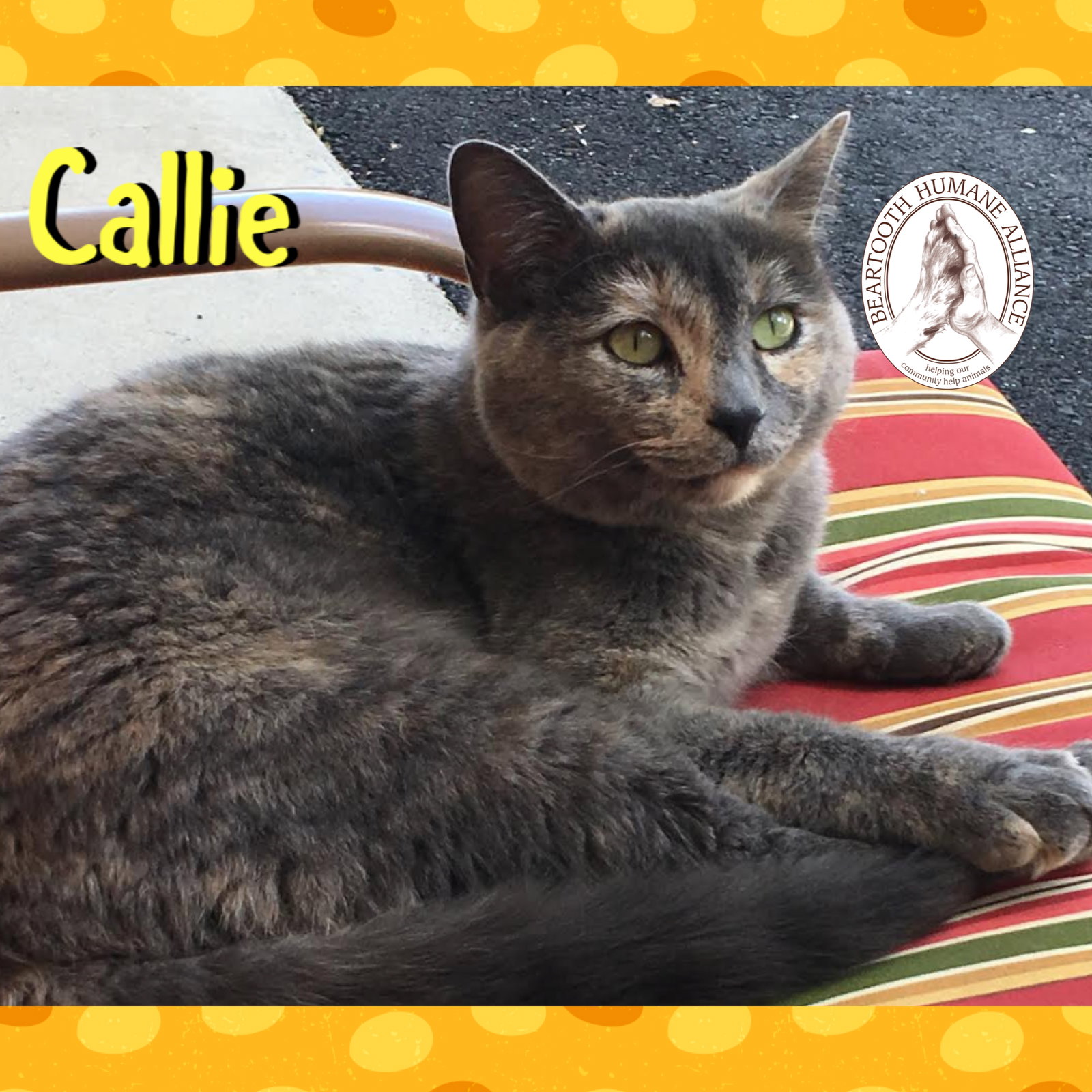 Callie