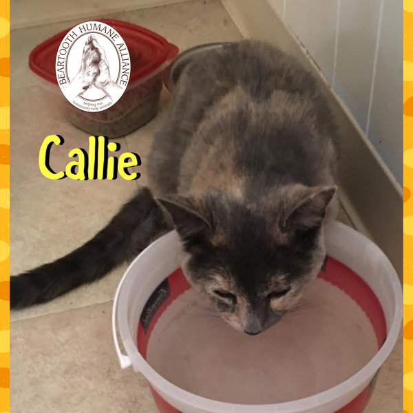 Callie