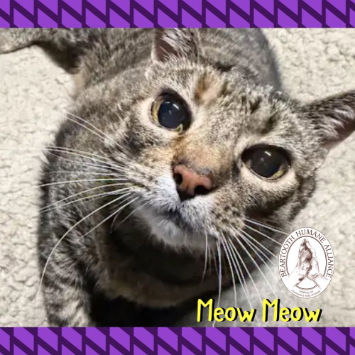 Meow Meow