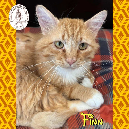 Finn, an adoptable Domestic Long Hair in Red Lodge, MT