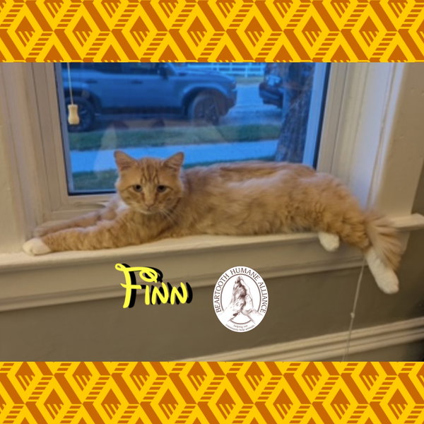 Finn