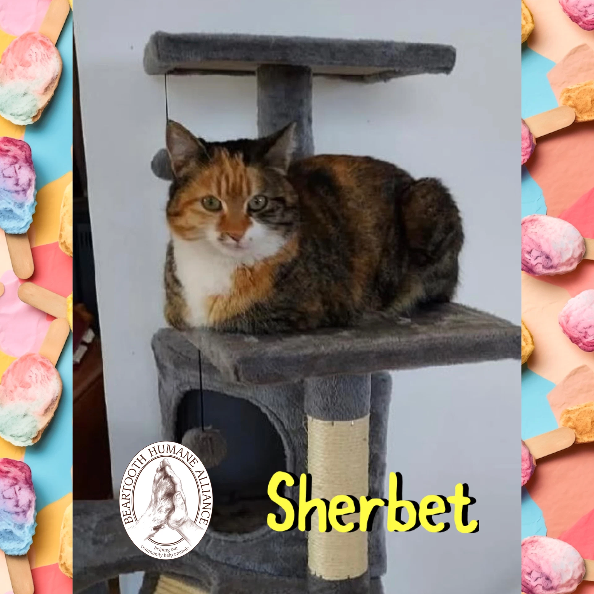 Sherbet