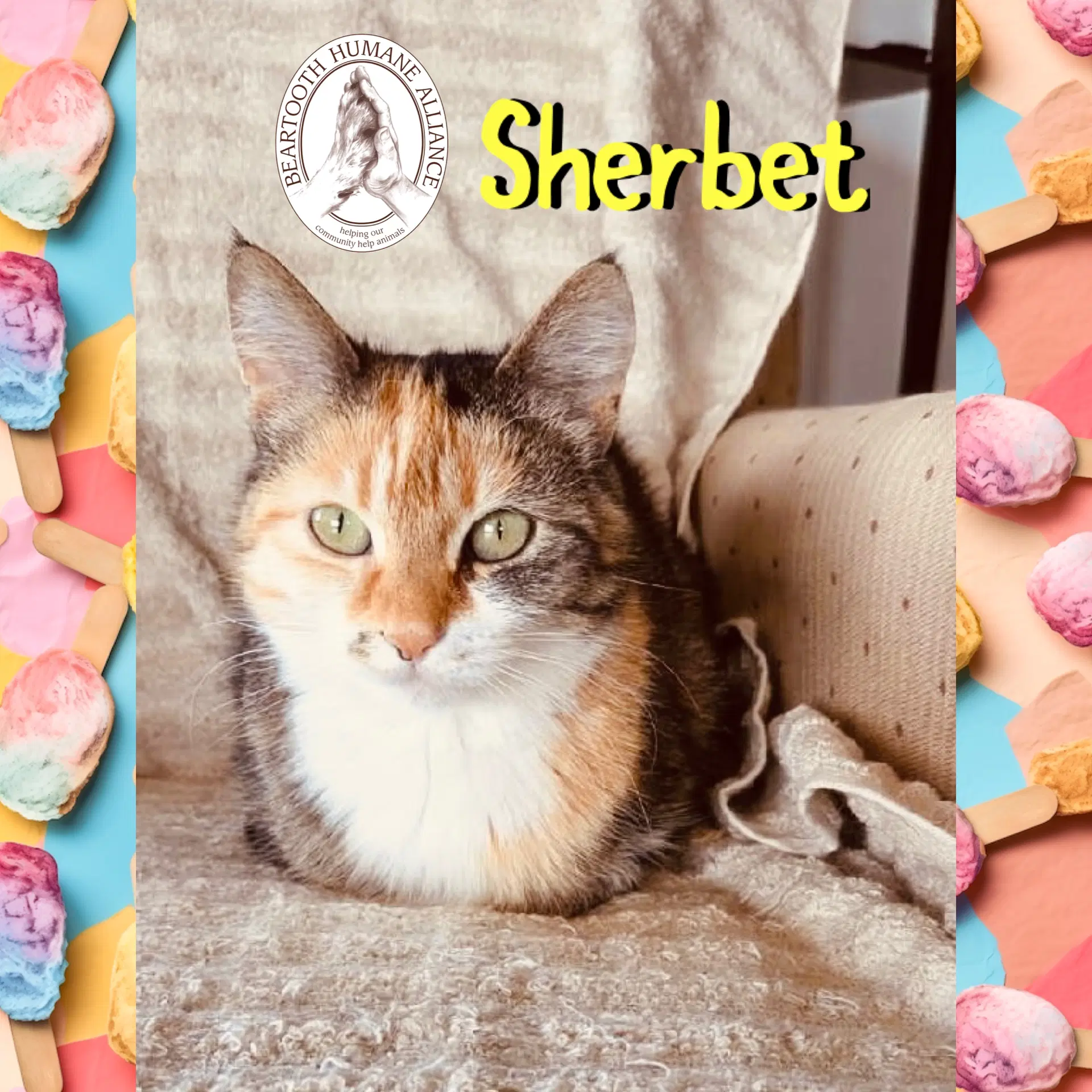 Sherbet image 2