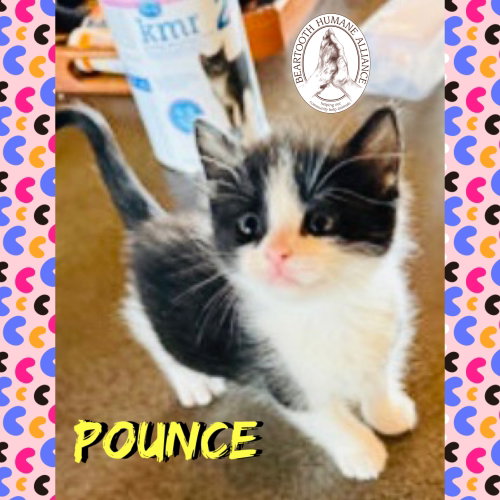 Pounce