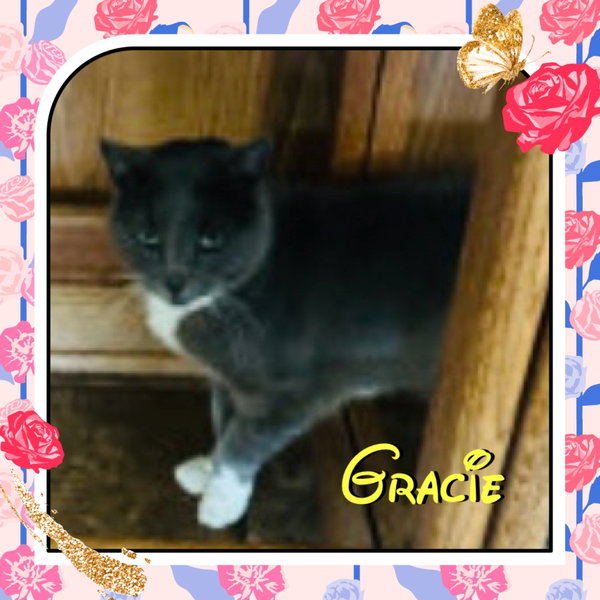 Gracie