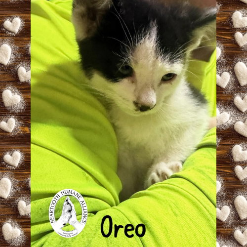 Oreo