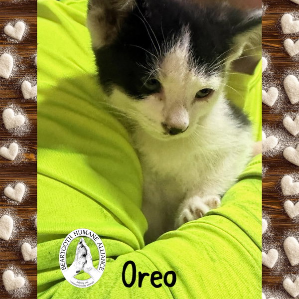 Oreo