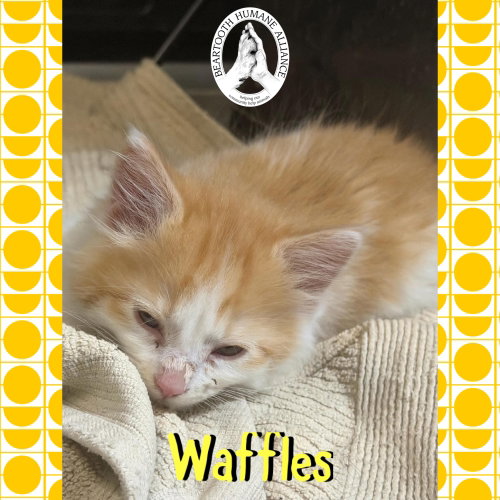 Waffles