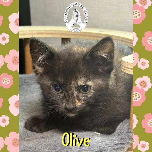 Olive