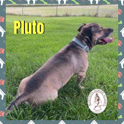 Pluto, an adoptable Terrier in Red Lodge, MT