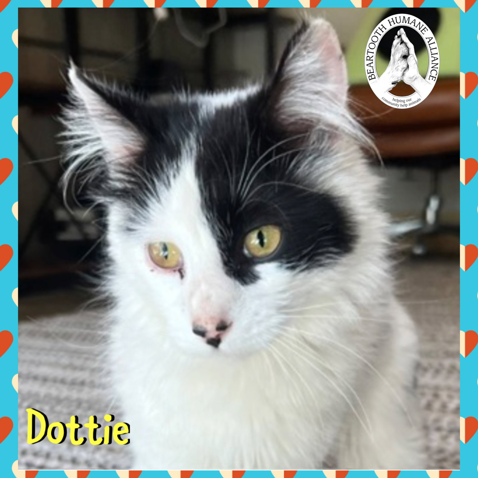 Dottie