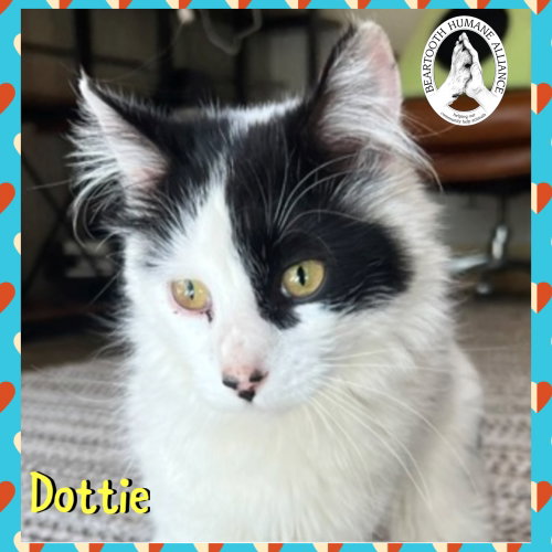Dottie