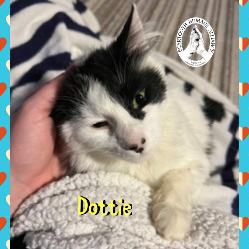 Dottie photo 2