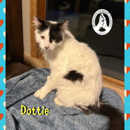 Dottie photo 3