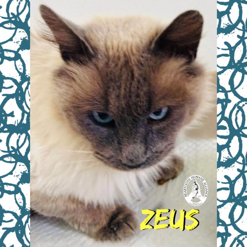 Zeus