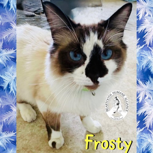 Frosty