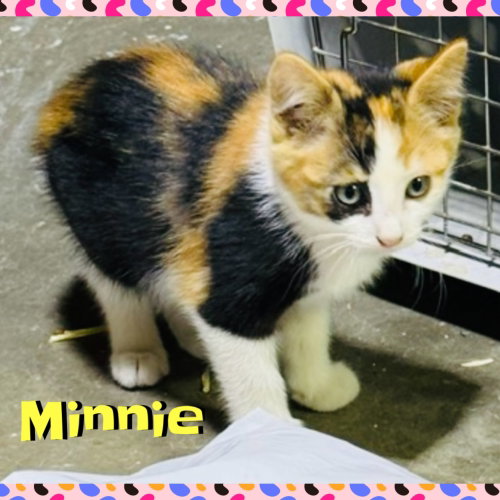 Minnie