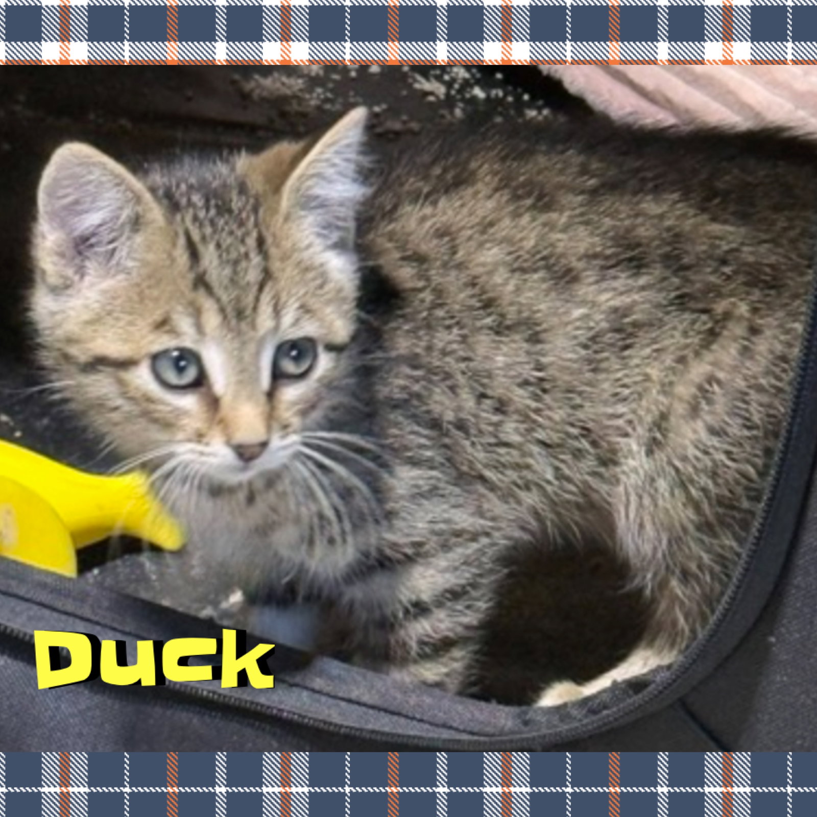 Duck