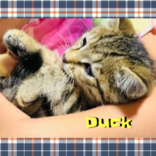 Duck photo 3