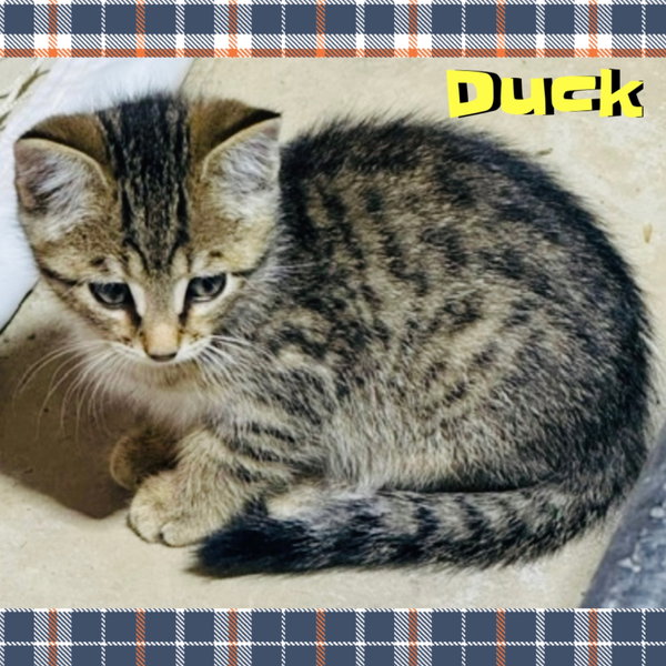 Duck